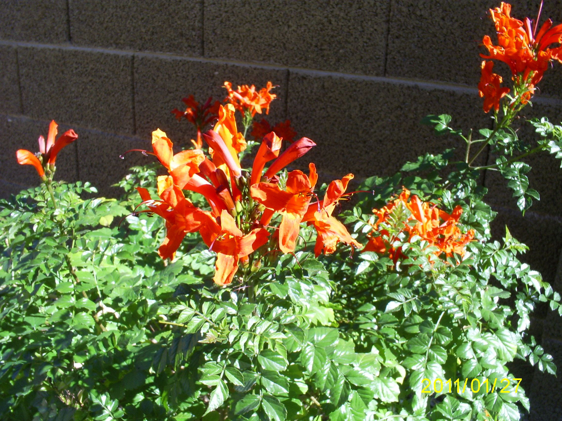 Brad's Tropical Paradise Cape Honeysuckle blooming in December in