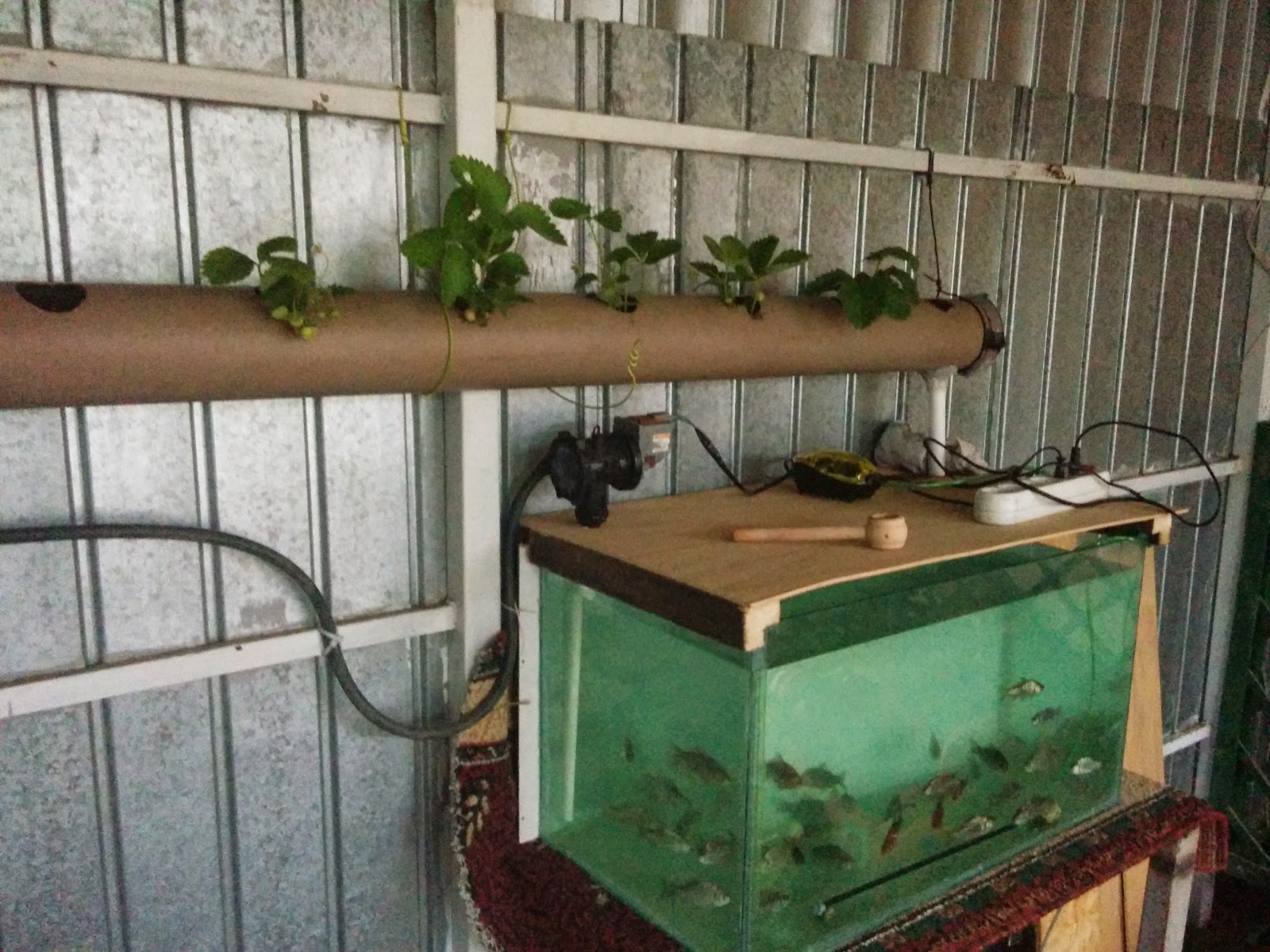 My approach to build and learn Strawberries in aquaponic system