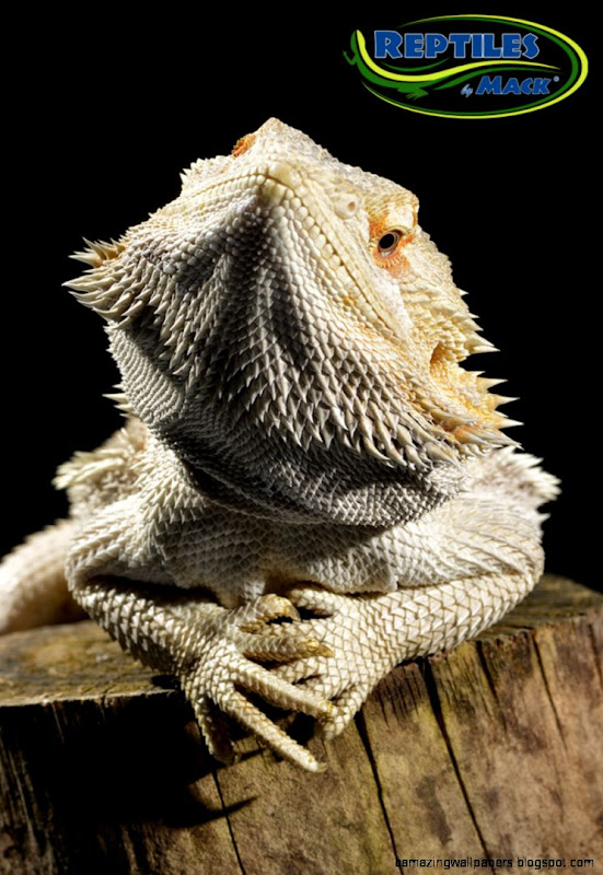 Hypo  Pastel Bearded Dragons for sale at Reptiles by Mack Hypo  Pastel Bearded Dragons for sale at Reptiles by Mack