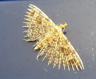 Twenty Plume Moth