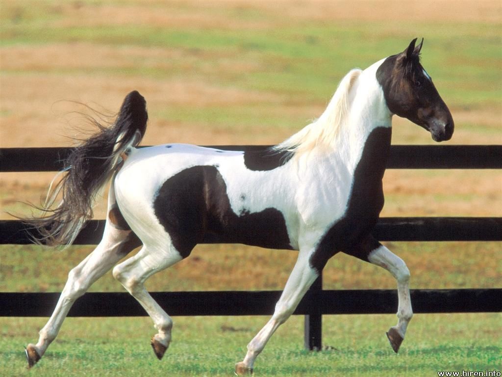 los mejores caballos de jaymitla