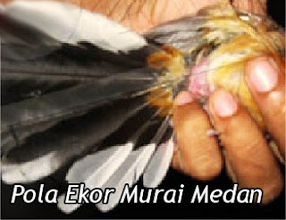 Murai Medan Super | Murai Batu Medan | Murai Batu Aceh | Murai Batu