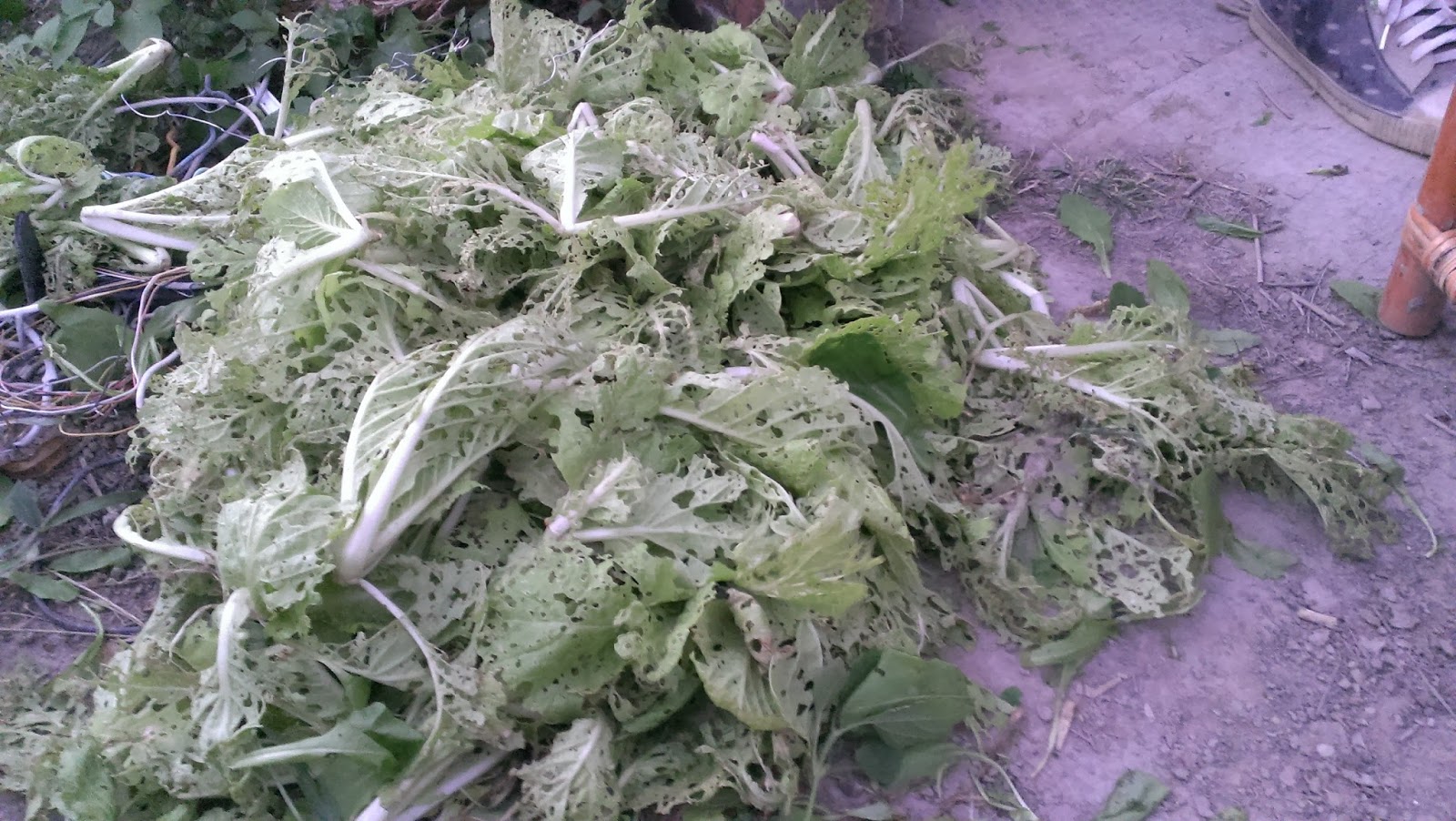 浸泡在农药里的中国