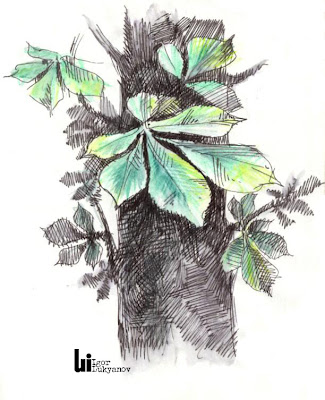 chestnut sketch