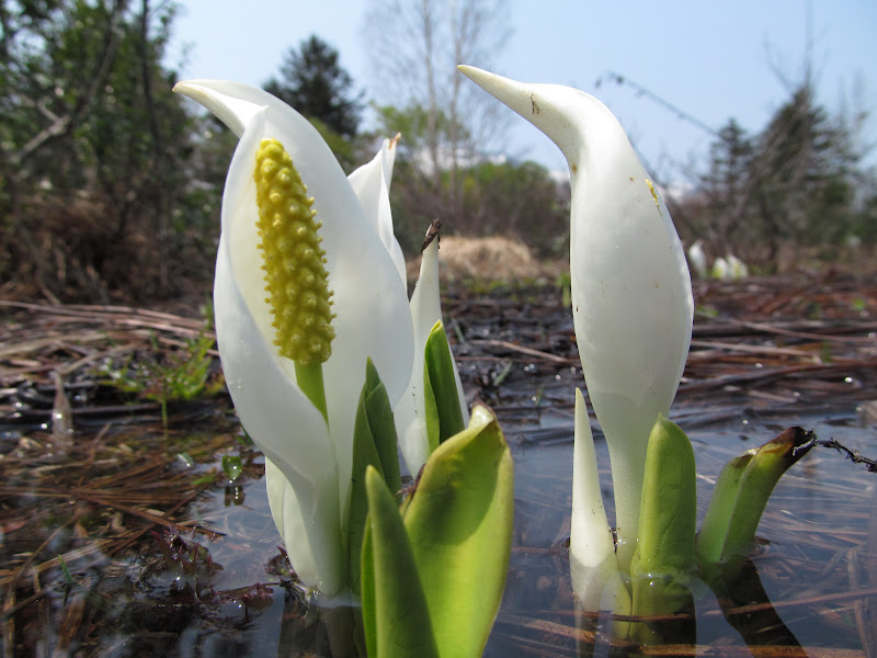 箒場便り 箒場便り