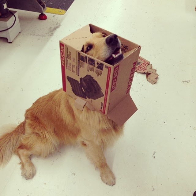 Cute dogs - part 11 (50 pics), dog stuck his head in a box