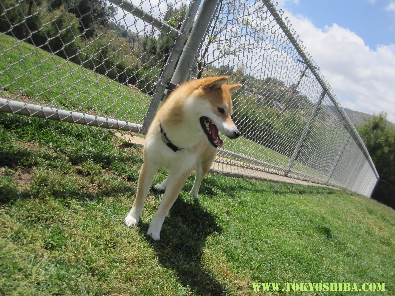 Tokyo My Shiba Inu Life San Diego Dog Parks
