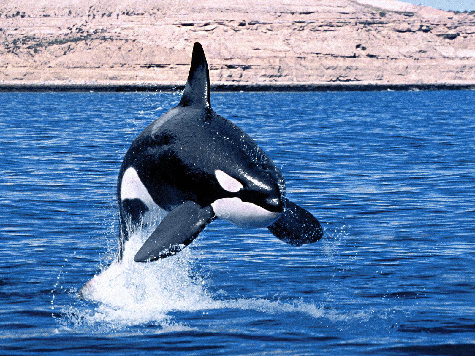 wallpapers: Orca Wallpapers