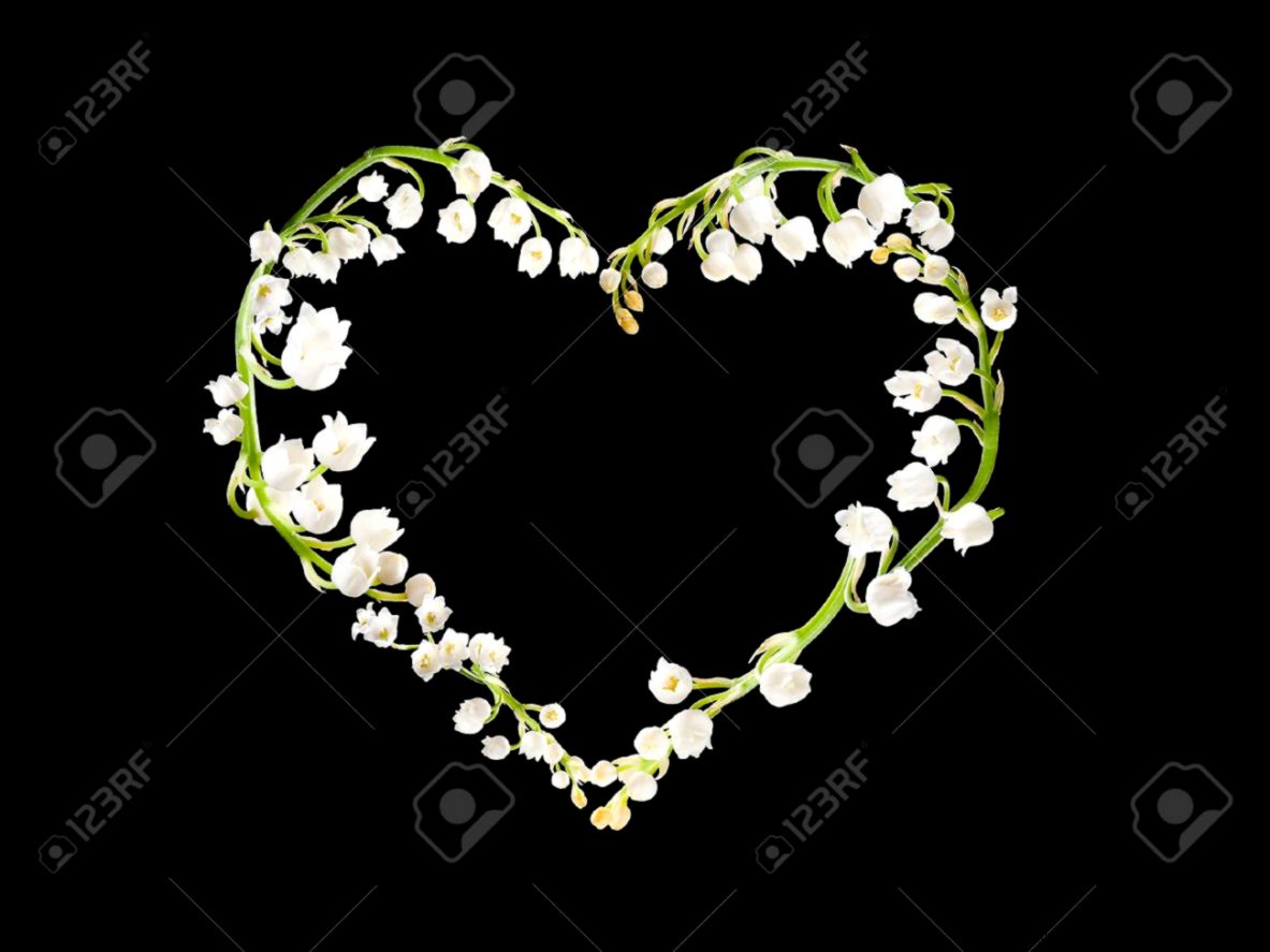 Heart Shape Made Of Lilly of the valley Flowers Stock Photo Heart Shape Made Of Lilly of the valley Flowers Stock Photo