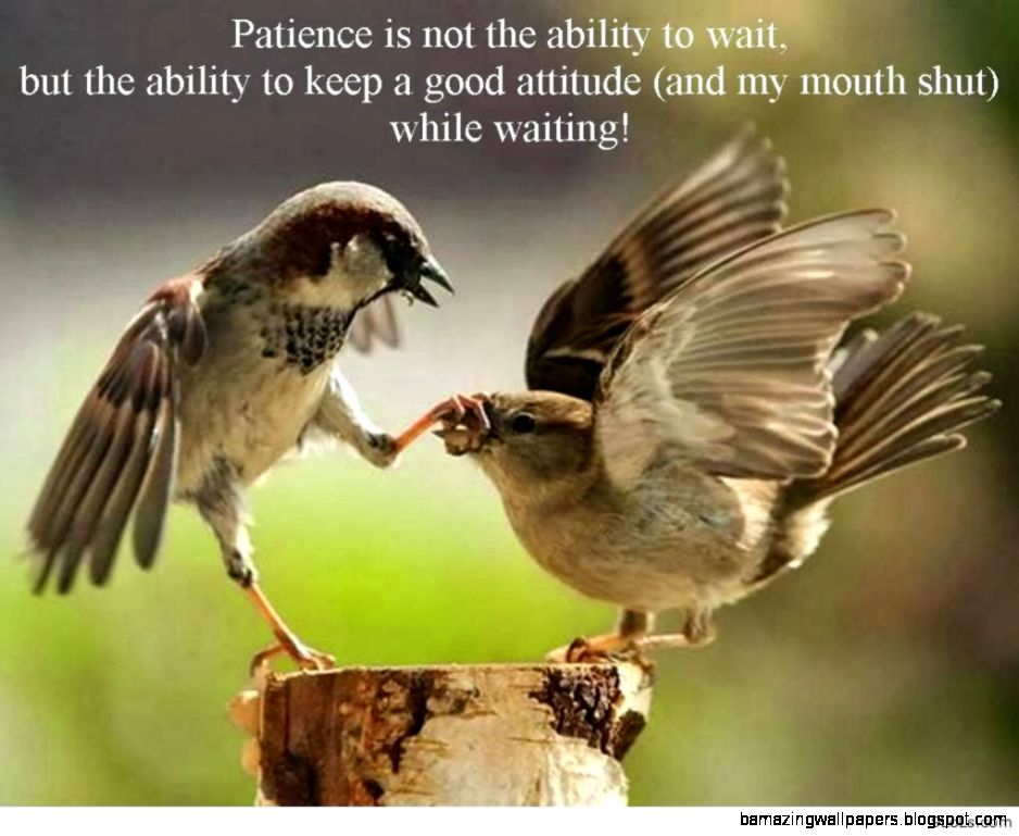 Cute Animals With Quotes Wild Animal Live Cute Animals With Quotes Wild Animal Live