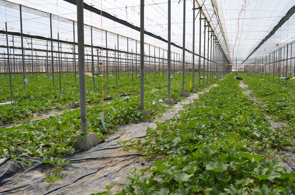 Homo agricola Melones galia injertados