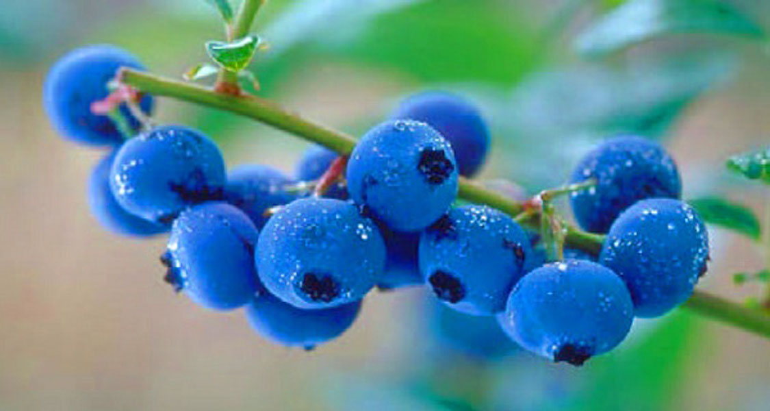 How Can Blackberry Twigs Help People with Diabetes in Just a Month