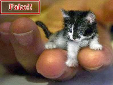 Guinness book of world records smallest cat