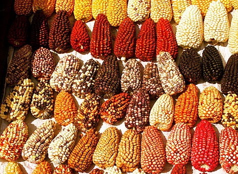 corn varieties