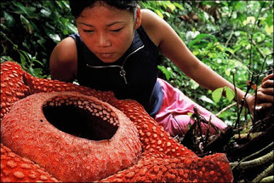 ~~Largest Flower in the world - World's individual largest flower~~ World%2527s+largest+flower