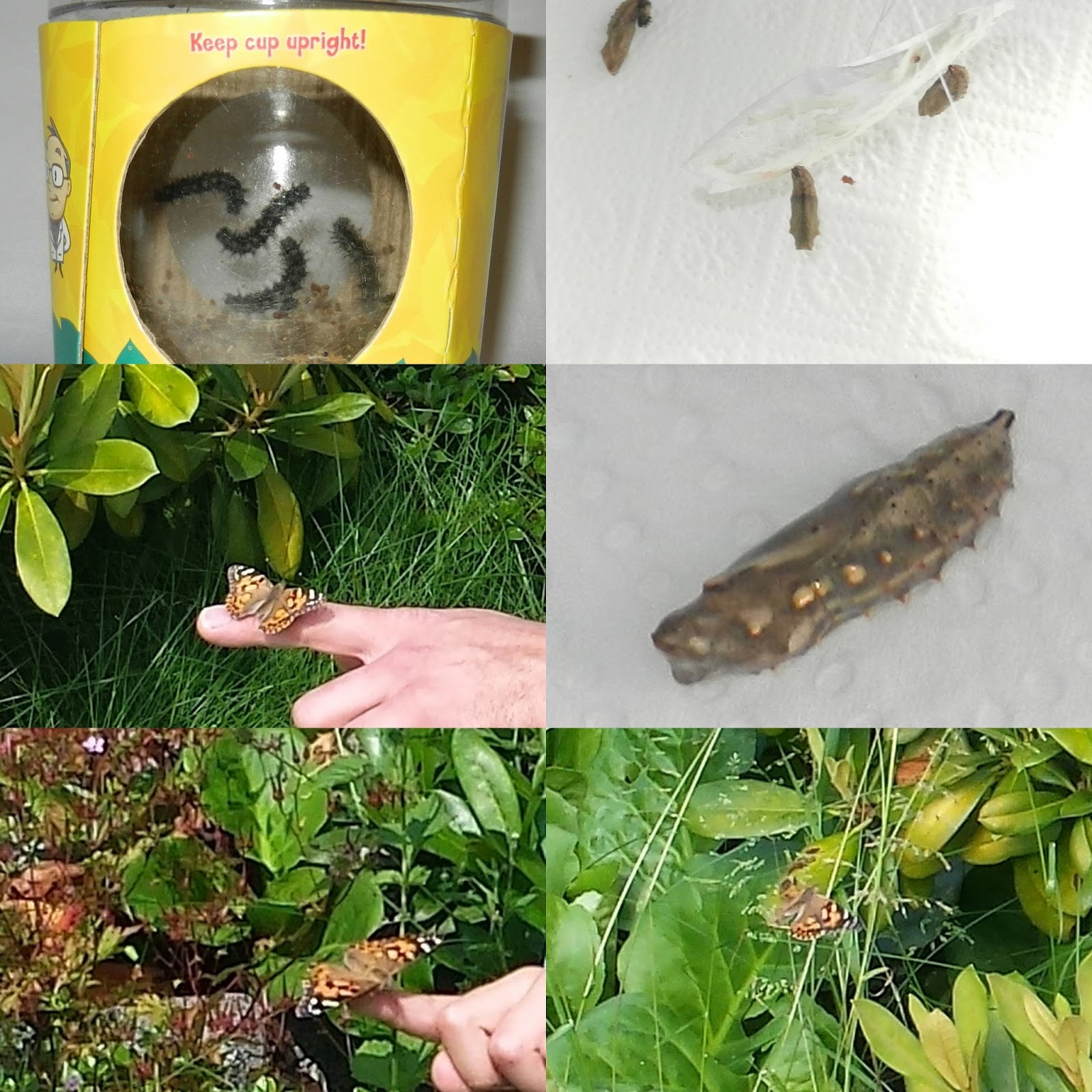 viele raupen im netz