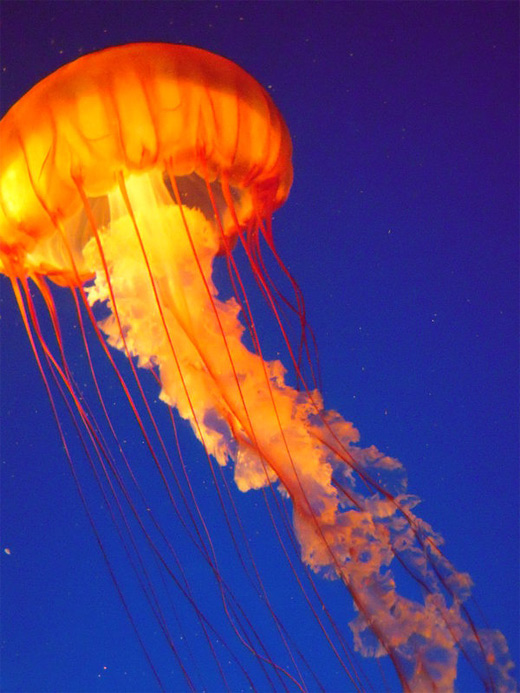 Carnivores and Super Predators: jellyfish pics
