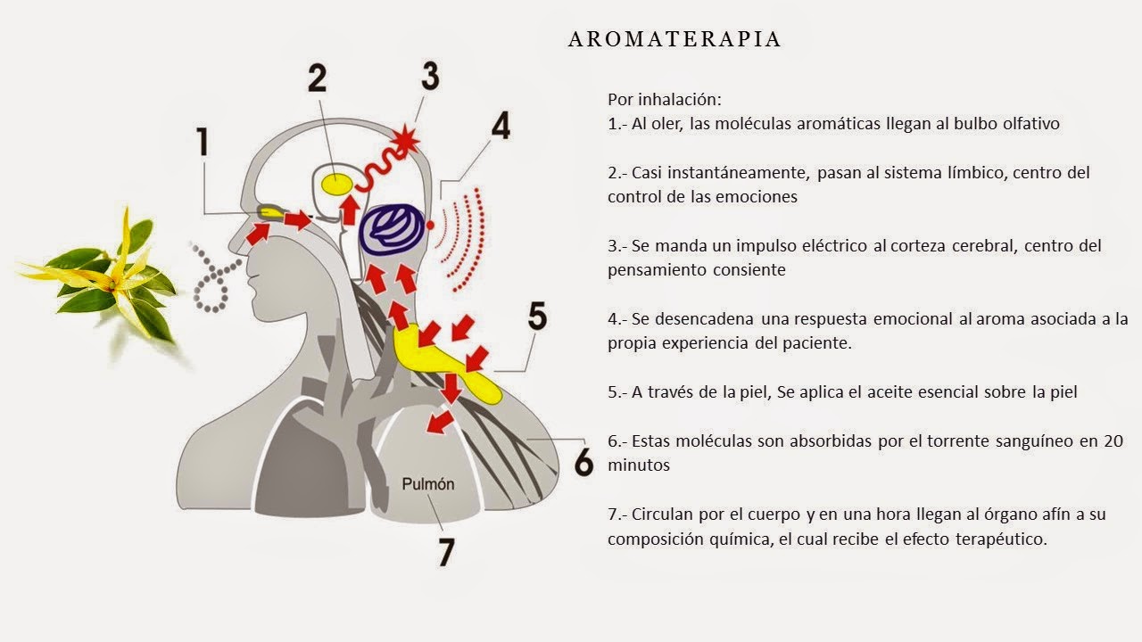 Las revocaciones sobre el masaje de la cabeza a la caída de los cabello