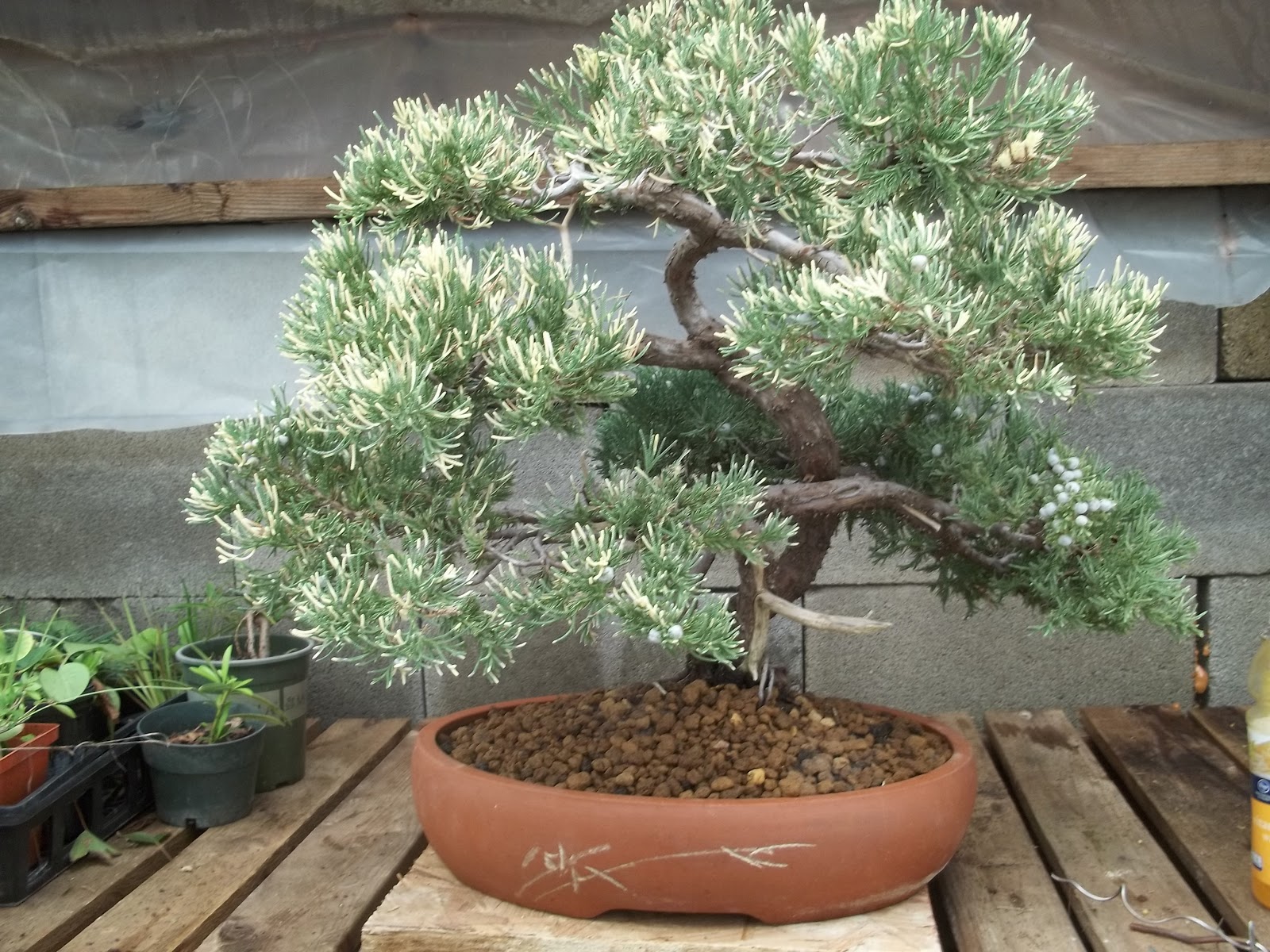 Bent Tree Bonsai cold weather just around the corner