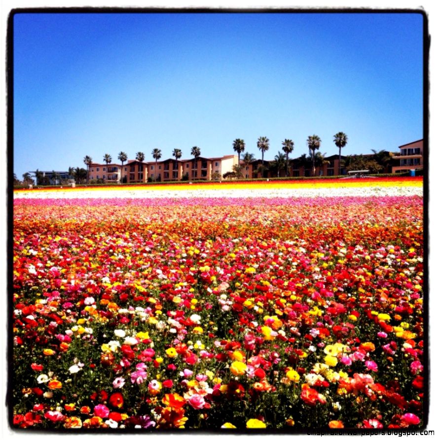 Carlsbad Flower Fields opening day SoCal Savvy Mom Carlsbad Flower Fields opening day SoCal Savvy Mom