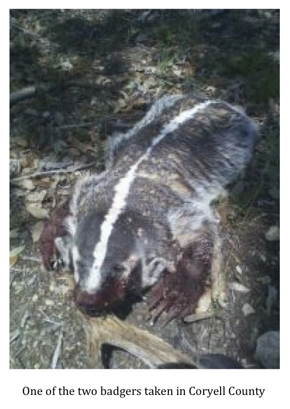 Texas Cryptid Hunter Badgers Documented in Coryell County, Texas