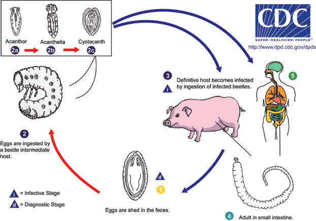 Biodiversité Animale: LES ACANTOCEPHALES / D. GOELEVEN parthenogenesis diagram aphids 