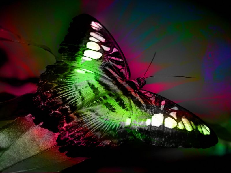 Fondos de pantalla mariposas de colores - Imagui