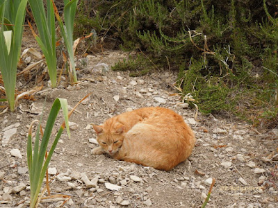 Garfield the Cat Resting in Herb Garden, © B. Radisavljevic