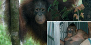 Aduh Tragis, Orangutan Yang Dijadikan Placur Layaknya Manusia Biasa