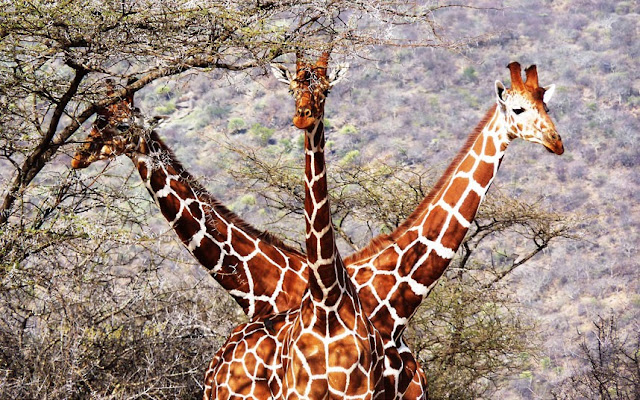 The three headed giraffe captured on the savannah of Kenya's Samburu National Reserve, animal picture taken at the right moment, giraffe pictures, three headed giraffe