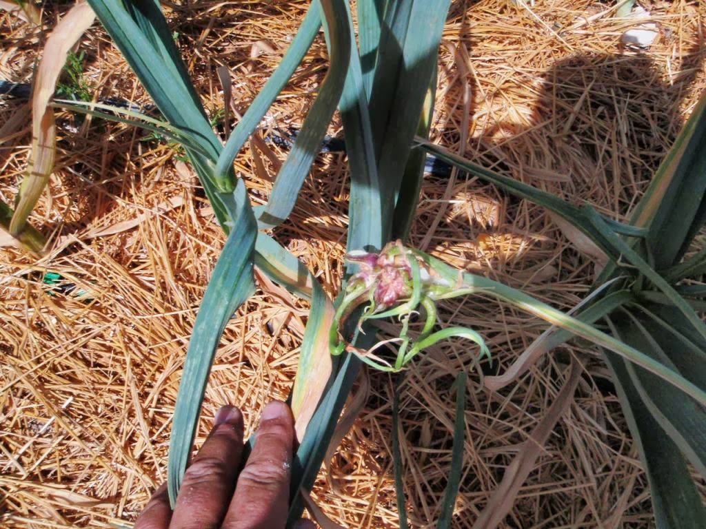 Xtremehorticulture of the Desert Bulbs Forming on Top of Garlic