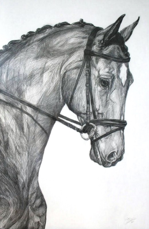 Dibujos caballos a lapiz faciles - Imagui