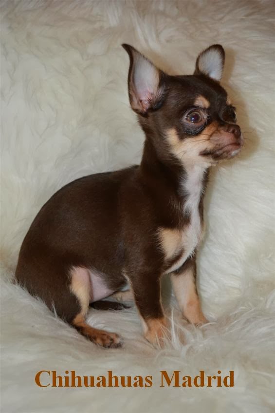 Chihuahuas Madrid El chihuahua chocolate