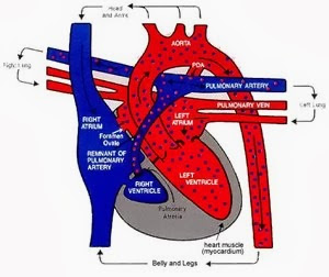 Keifer's heart