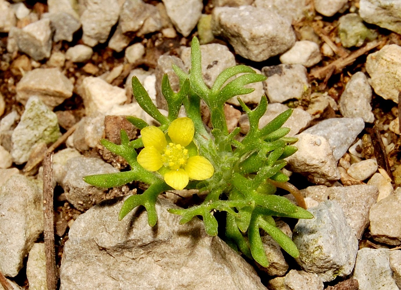 Get Your Botany On! Plant Quiz Solved Ranunculus testiculatus!