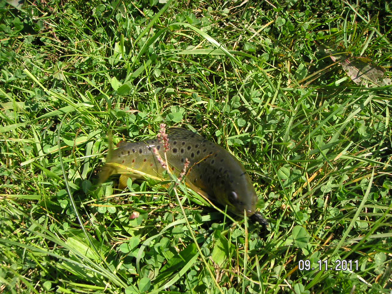 Trout Fishing Western Wisconsin Timber Coulee 9/11/11