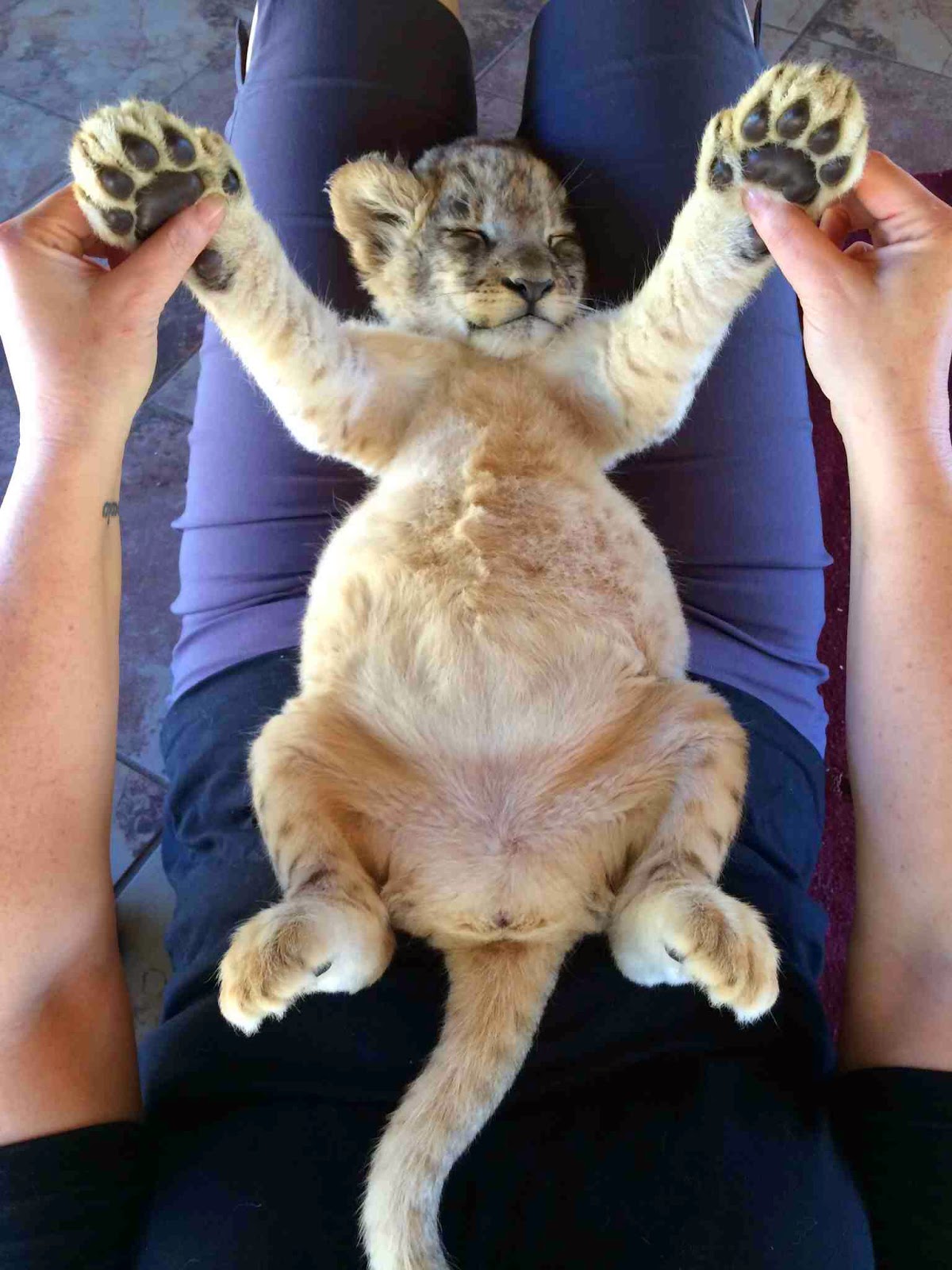 Funny animals of the week - 9 May 2014 (40 pics), cute animals, animal photos, baby lion sleeping on human lap