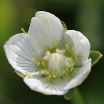 http://wild-flowers-of-europe.blogspot.nl/2015/07/parnassia-palustris.html