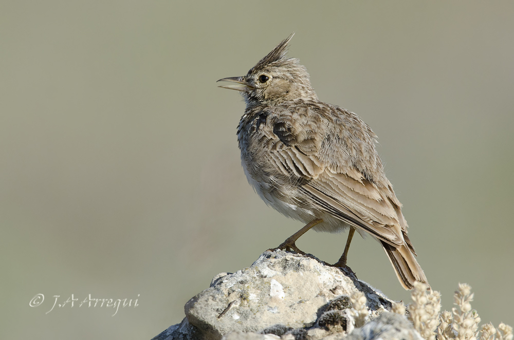 Cogujada montesina; Galerida theklae; Thekla Lark Cogujada montesina; Galerida theklae; Thekla Lark