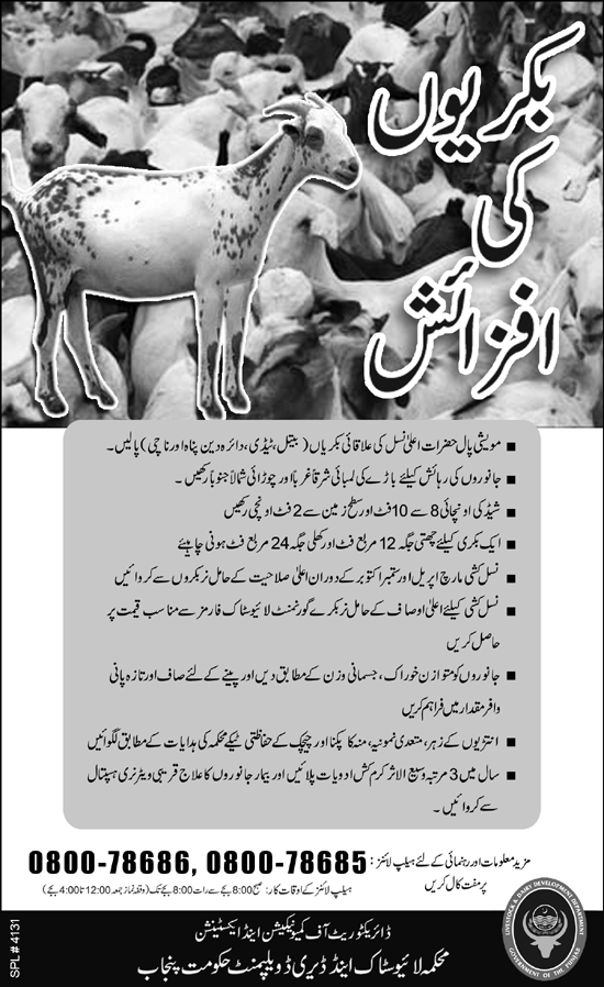 Goat farming business plan ppt picture