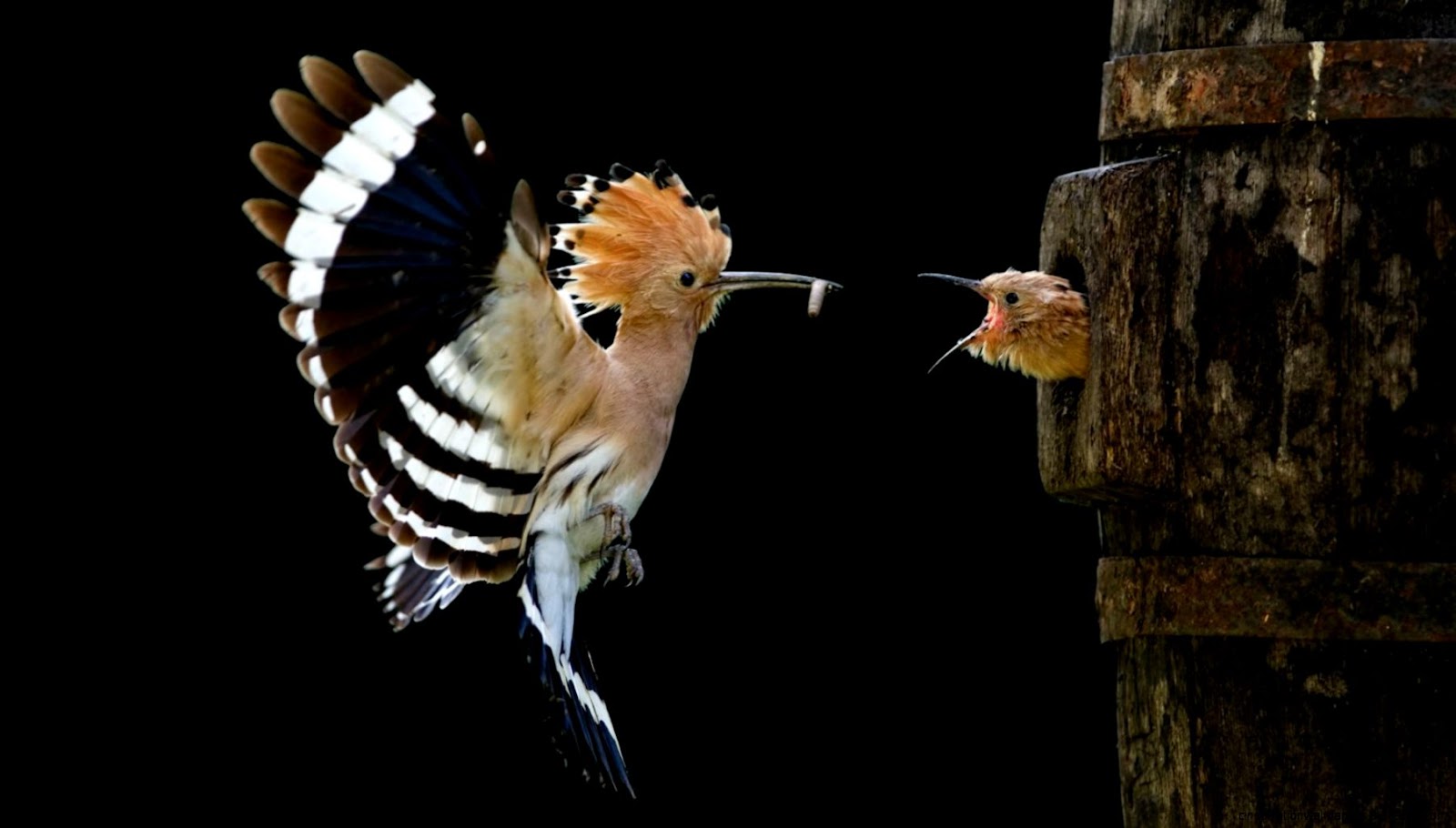 Funny Bird Feeding Chicks Funny Bird Feeding Chicks