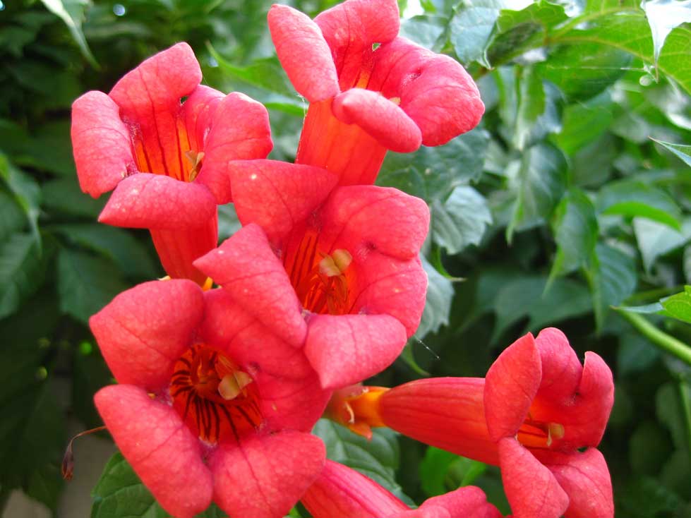 Everyday Finesse Trumpet vines