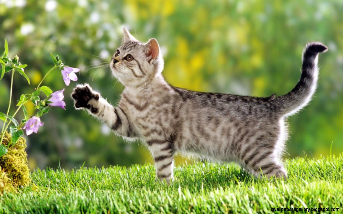 Cat Wallpaper Widescreen