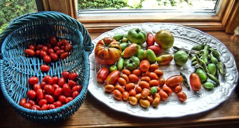 [Image: tomatoes1SM.jpg]