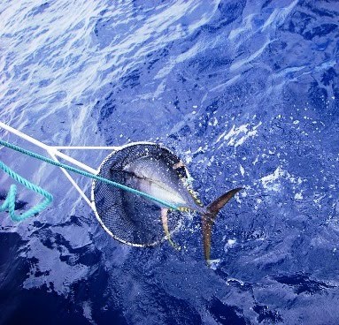 Yellowfin Tuna