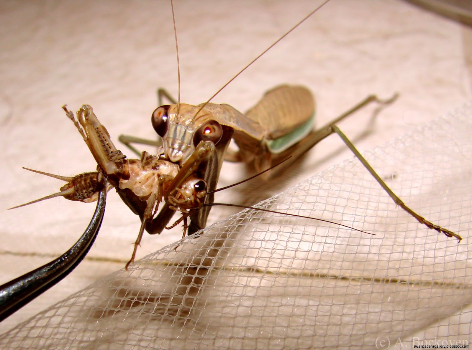 Praying Mantis Eating Mate Wallpapers Gallery