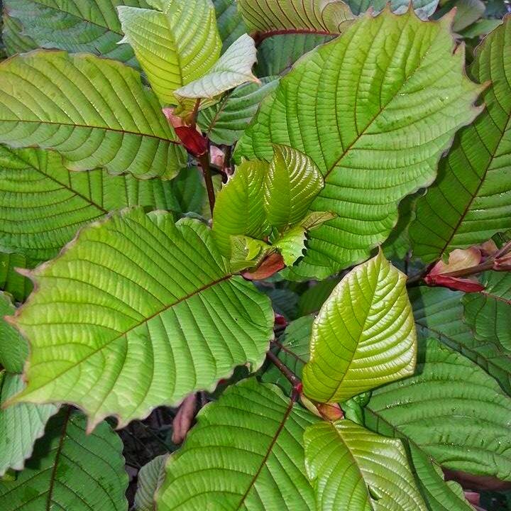 How To Take Kratom Resin Walbridge