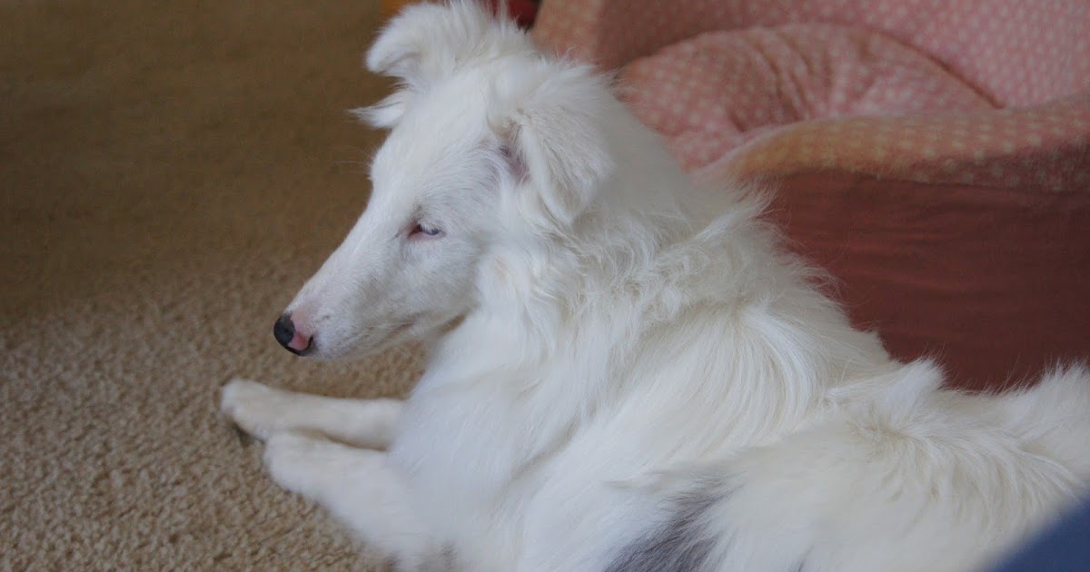 White Dog Blog I Want One!