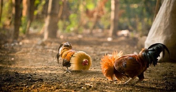 Pusat Ilmu Pertanian Terintegrasi Portal Pertanian Indonesia Ternak Ayam Bangkok Dari Hobi Ke Bisnis Prospektif