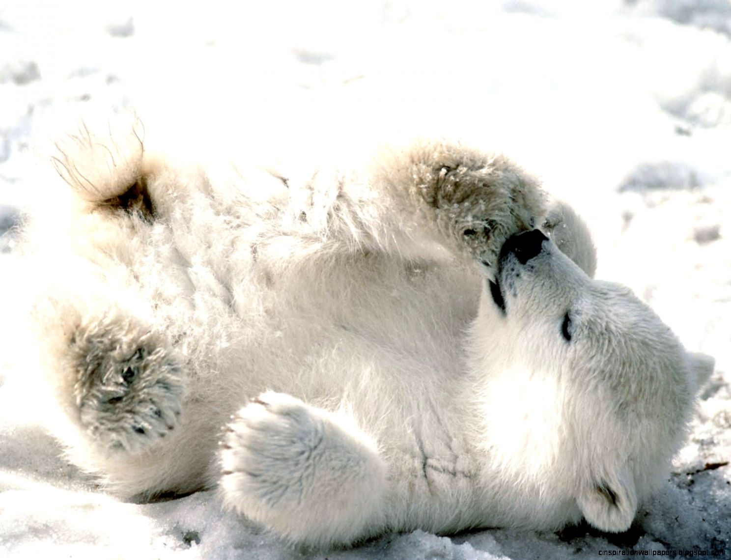 Cute Baby Polar Bear Cute Baby Polar Bear